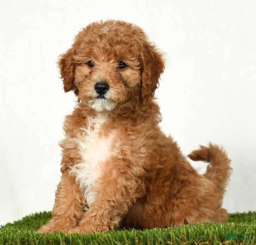 Mini Goldendoodle dogs for sale: Daisy - Image 1