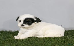 Shihpoo dogs for sale: Abby - Image 19