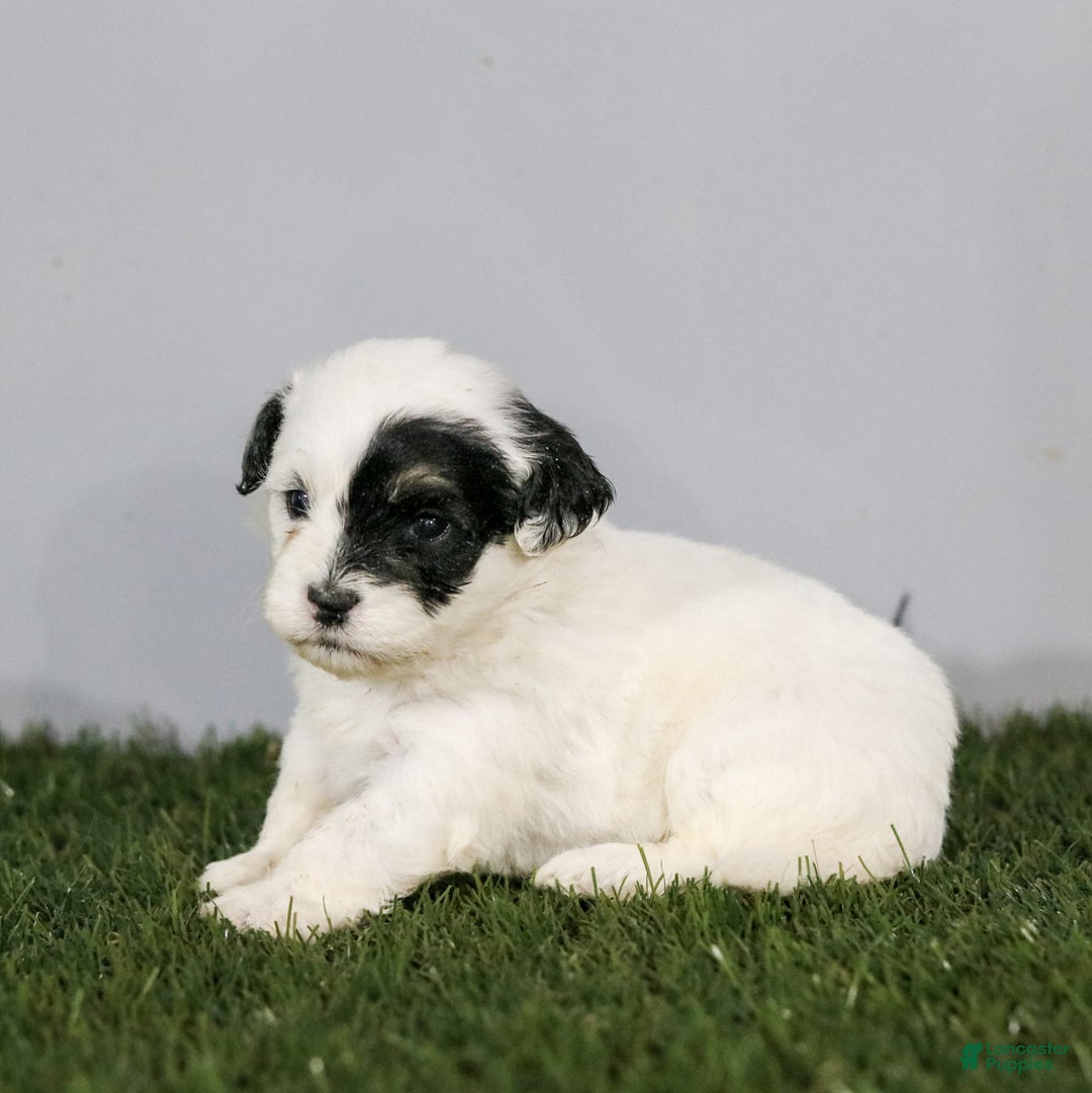 Shihpoo dogs for sale: Abby - Image 19