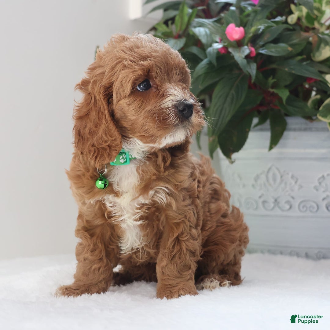 Cavapoo dogs for sale: Charlie - Image 1