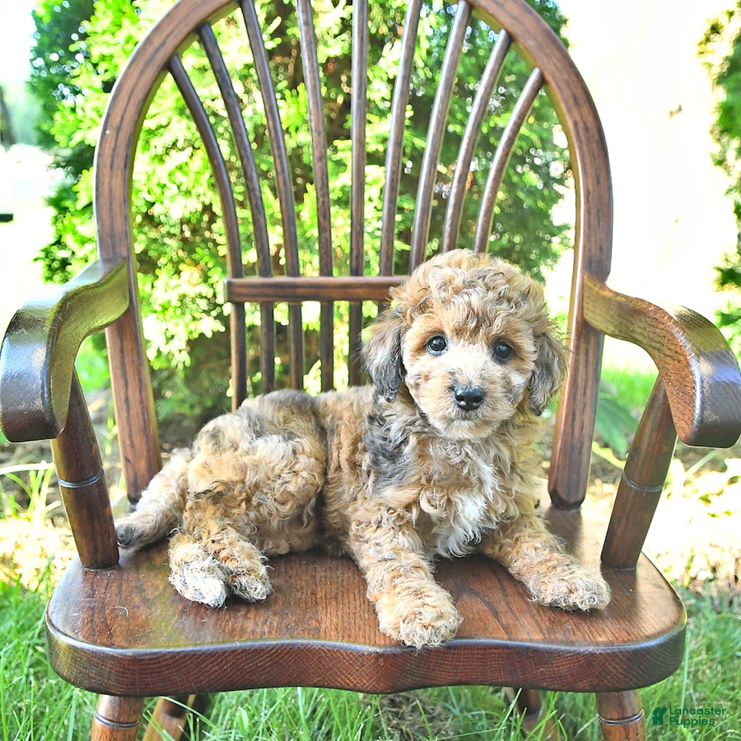 Mini Goldendoodle dogs for sale: Macy - Image 7