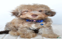 Bichpoo dogs for sale: Rex - Image 1