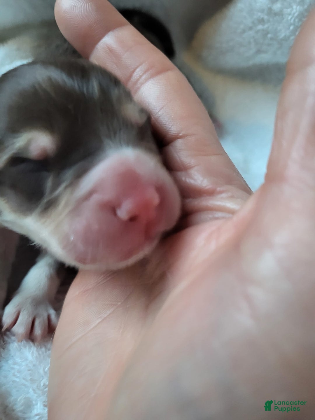 Pomsky dogs for sale: Snuggles - Image 1