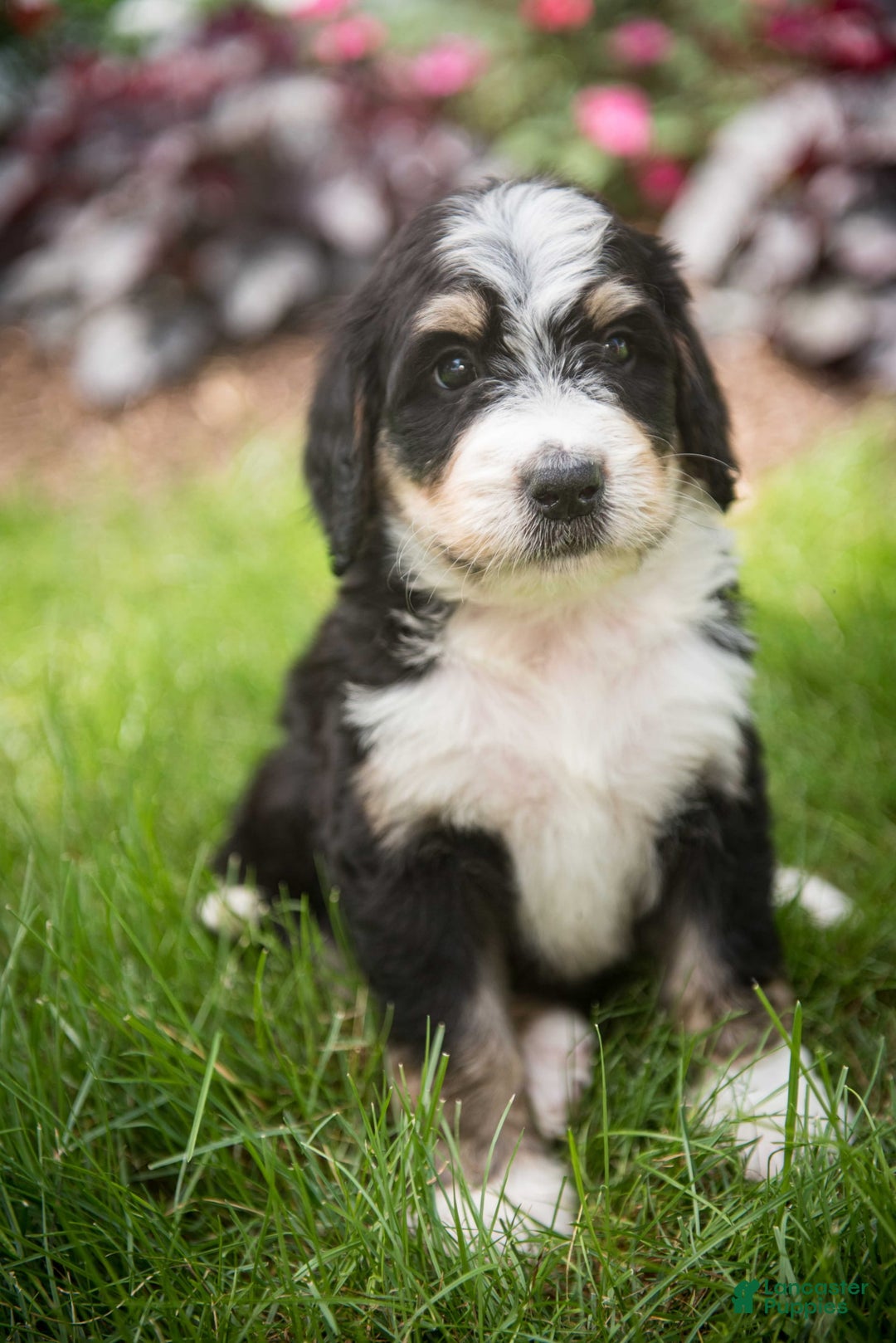 Bernedoodle dogs for sale: Rebel - Image 18