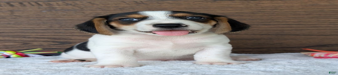 Duke
