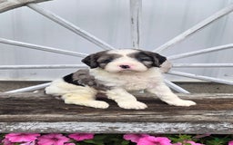 Cavapoo dogs for sale: Tucker - Image 7