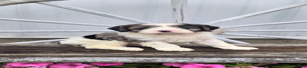 Tucker