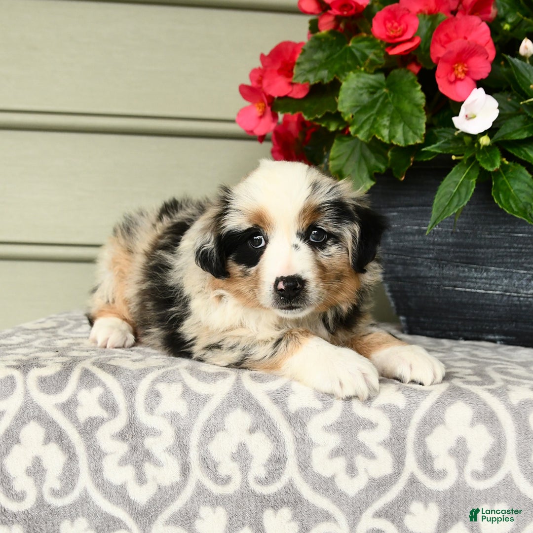 Miniature Australian Shepherd dogs for sale: Pepsi - Image 4