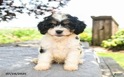Cavapoo dogs for sale: Lux - Image 1