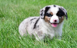 Australian Shepherd dogs for sale: Charlie - Image 9