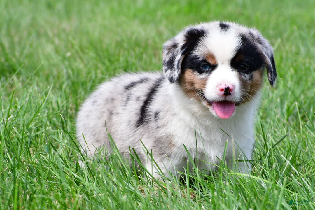 Australian Shepherd dogs for sale: Charlie - Image 9