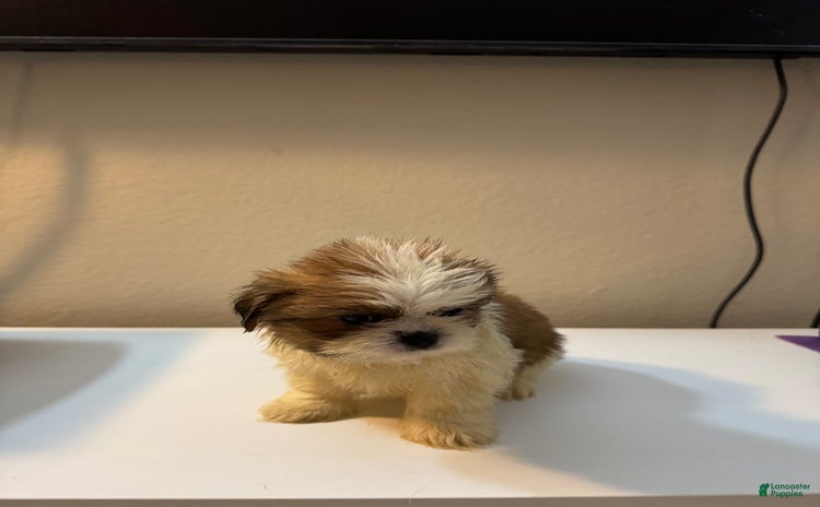 Shih Tzu dogs for sale - Ad 2