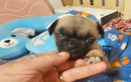 Pug dogs for sale: Midas - Image 1