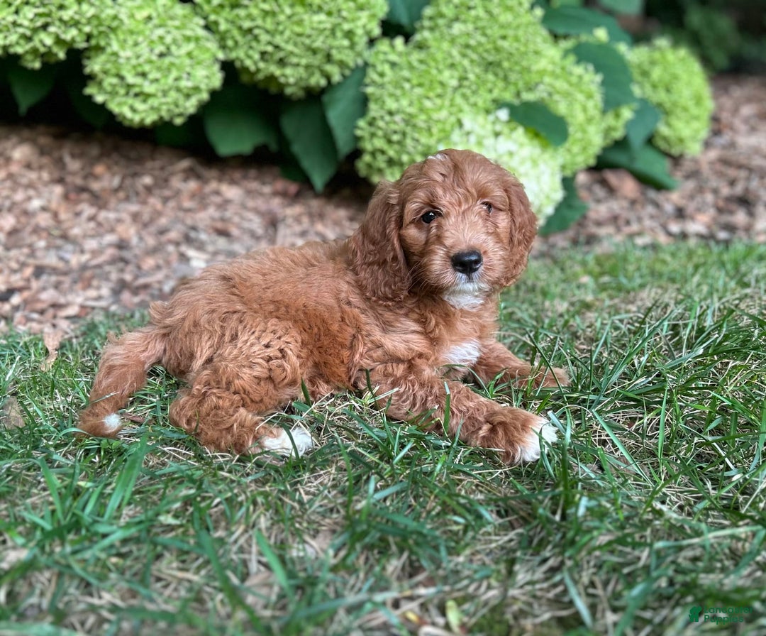 Mini Goldendoodle dogs for sale: Buddy - Image 1