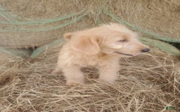 Labradoodle dogs for sale: Daisy - Image 1