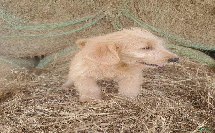 Labradoodle dogs for sale - Ad 3