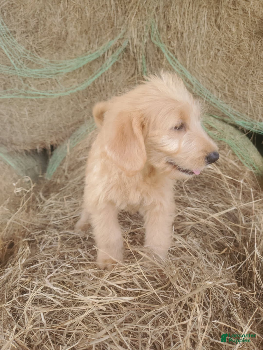 Labradoodle dogs for sale: Daisy - Image 1