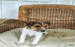 Jack Russell Terrier dogs for sale: Gilbert - Image 2