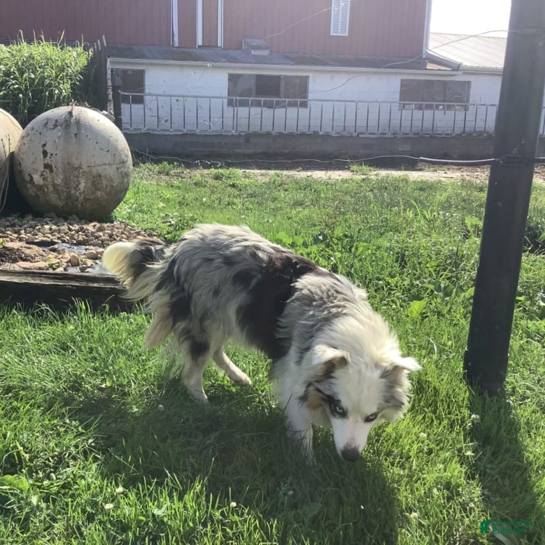 Australian Shepherd dogs for sale: Bradley - Image 7