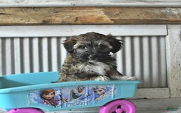 Maltipoo dogs for sale: Ivy - Image 2