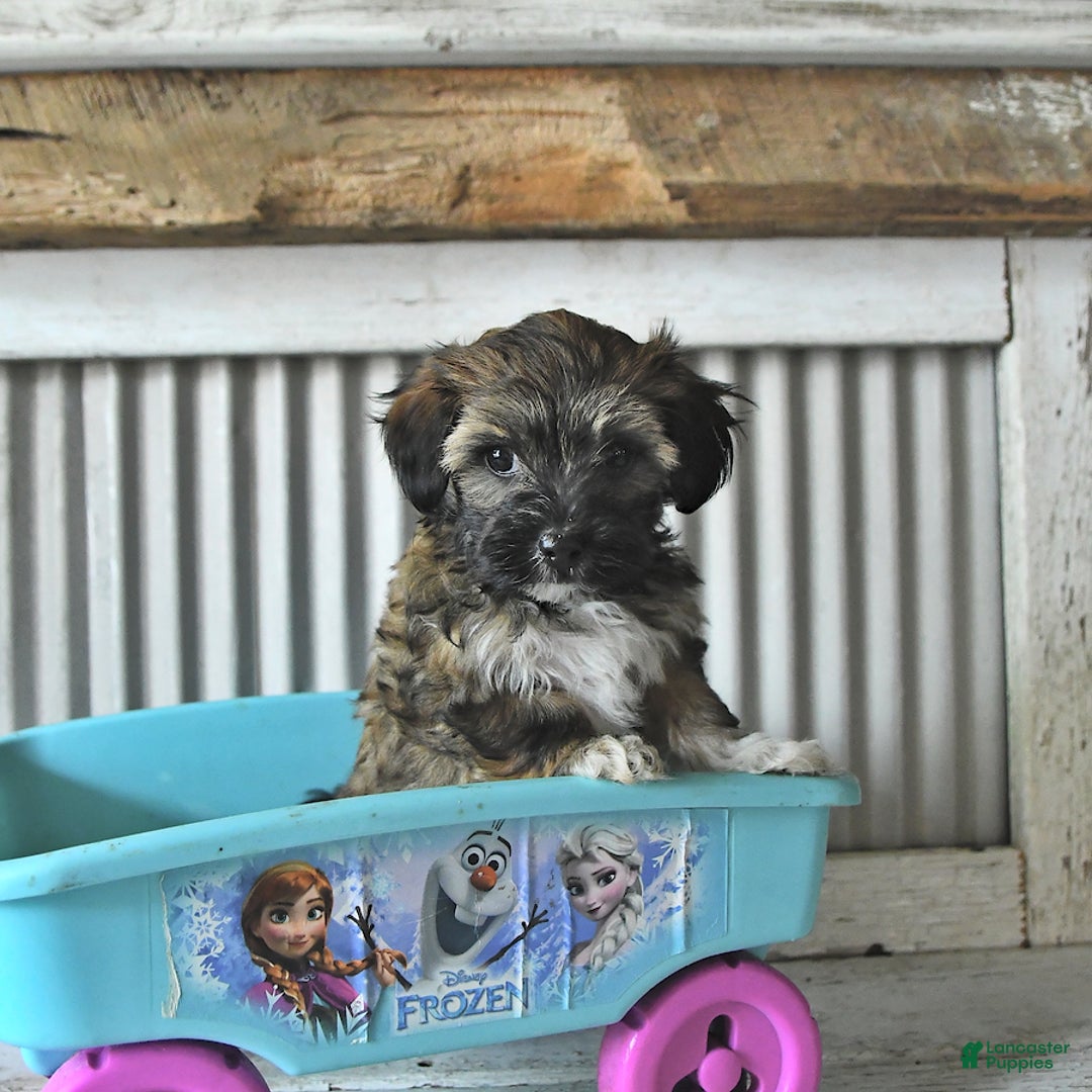 Maltipoo dogs for sale: Ivy - Image 2