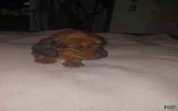 Dachshund dogs for sale: Female - Image 1