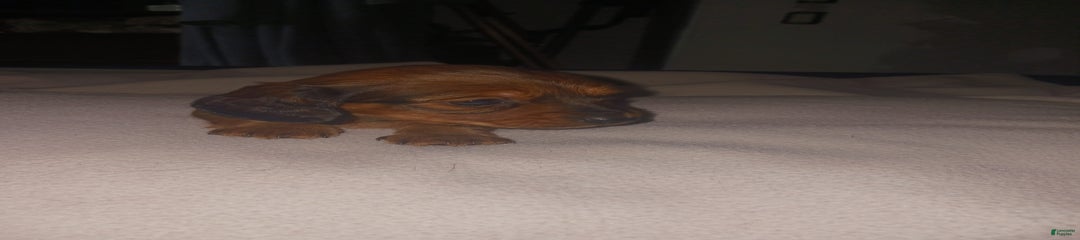 Female