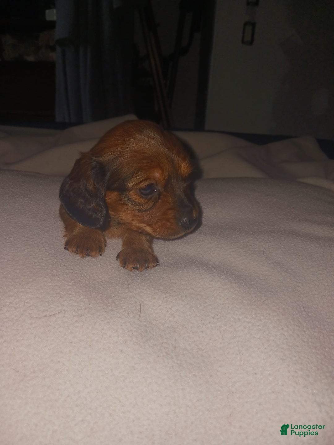 Dachshund dogs for sale: Female - Image 1