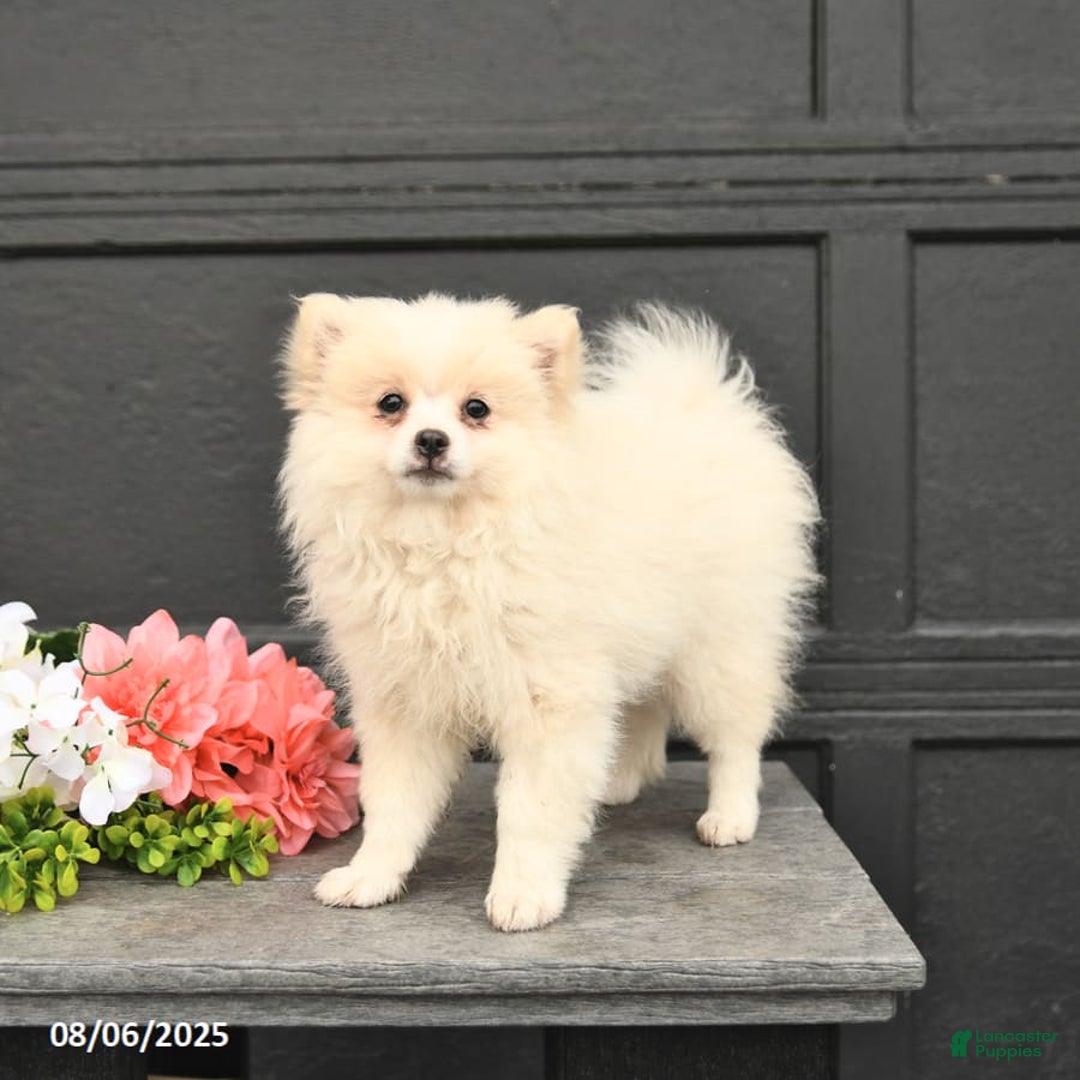 Pomeranian dogs for sale: Pomeranian 3 puppies - Image 8