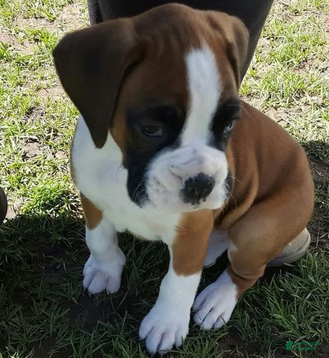 Boxer dogs for sale: Puppy Number 2 - Image 2