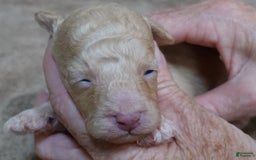Toy Poodle dogs for sale: Zylo - Image 7