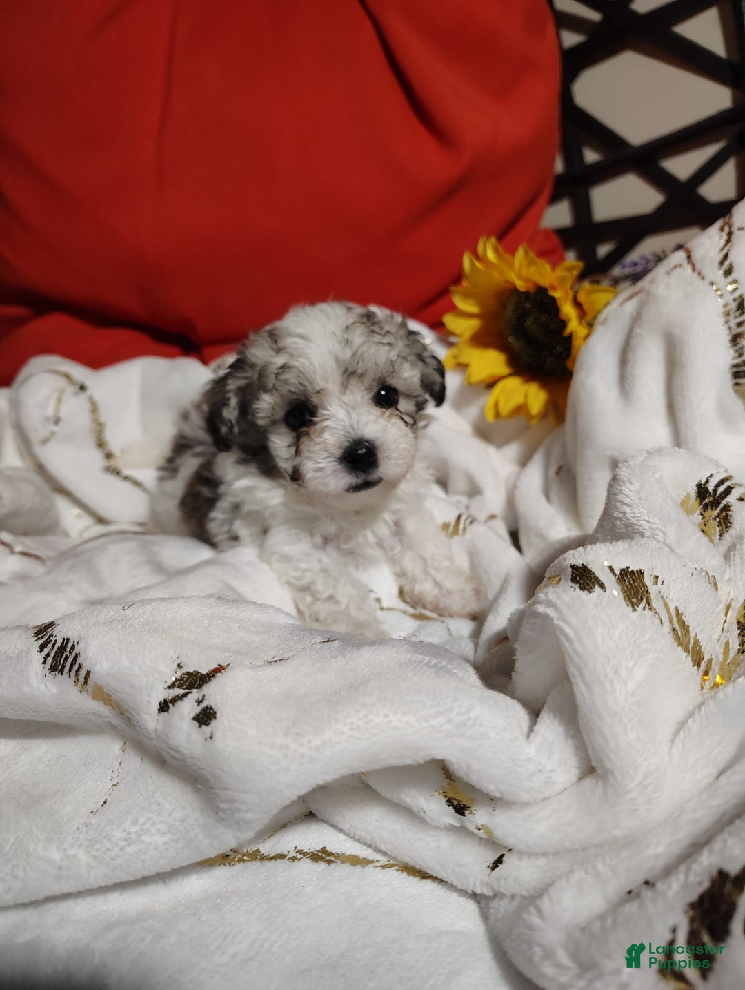 Maltipoo dogs for sale: Sweet Pea - Image 20