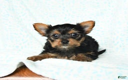 Yorkshire Terrier dogs for sale: Chelsea - Image 1