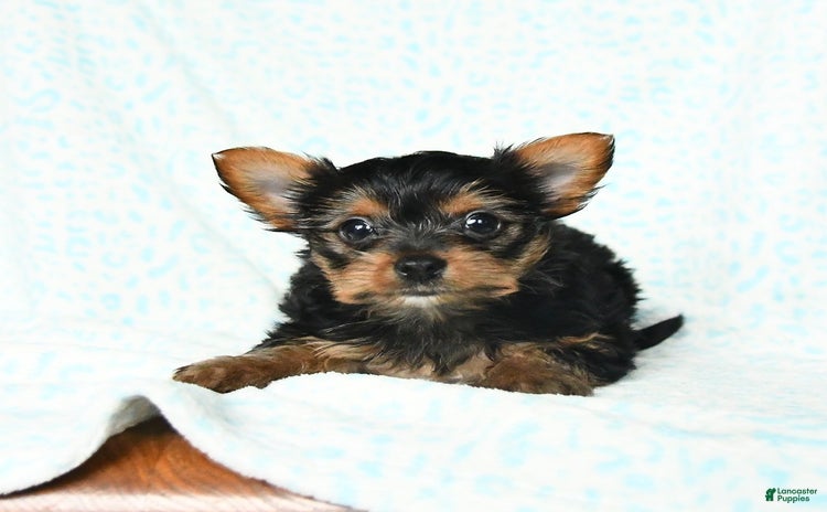 Yorkshire Terrier dogs for sale - Ad 3