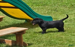 Labrador Retriever dogs for sale: Chuck - Image 11