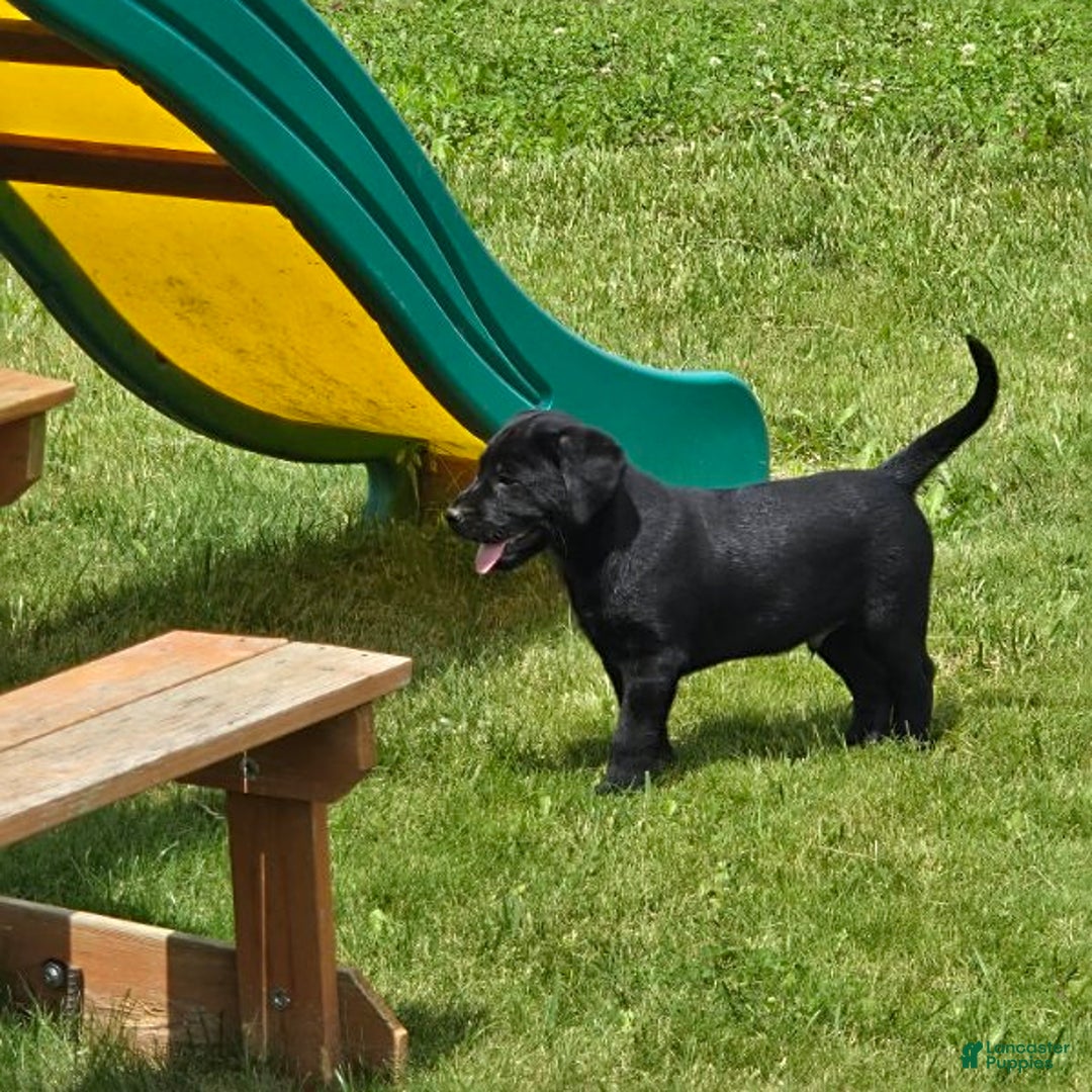 Labrador Retriever dogs for sale: Chuck - Image 11