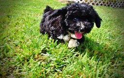 Havapoo dogs for sale: Echo - Image 10