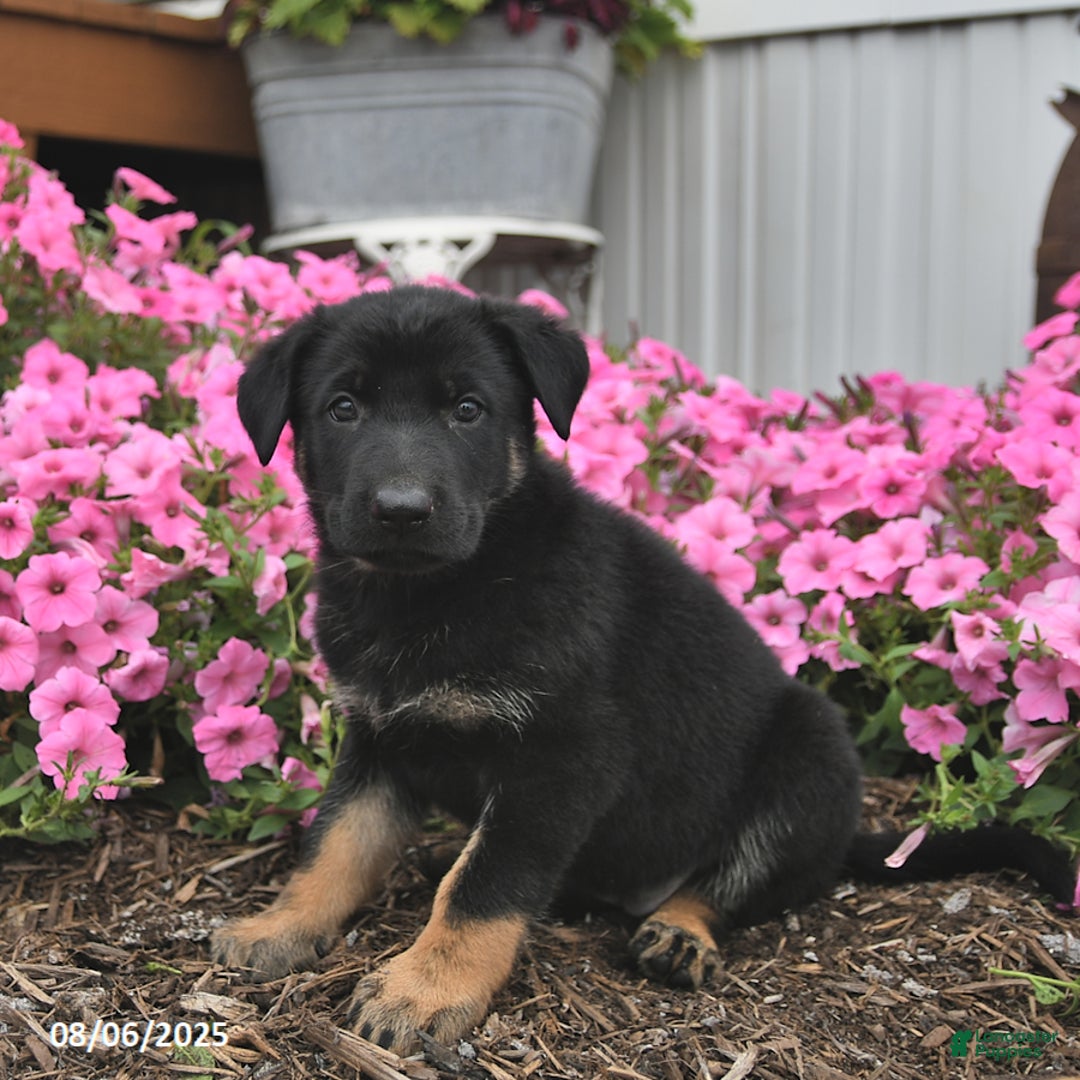 German Shepherd dogs for sale: Jinger - Image 4