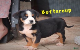 Greater Swiss Mountain Dog dogs for sale: Buttercup - Image 7