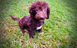 Havapoo dogs for sale: Teddy - Image 24
