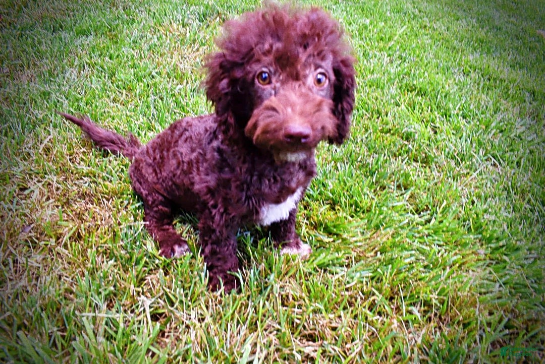 Havapoo dogs for sale: Teddy - Image 24