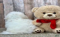 Bichon Frise dogs for sale: Basil - Image 3