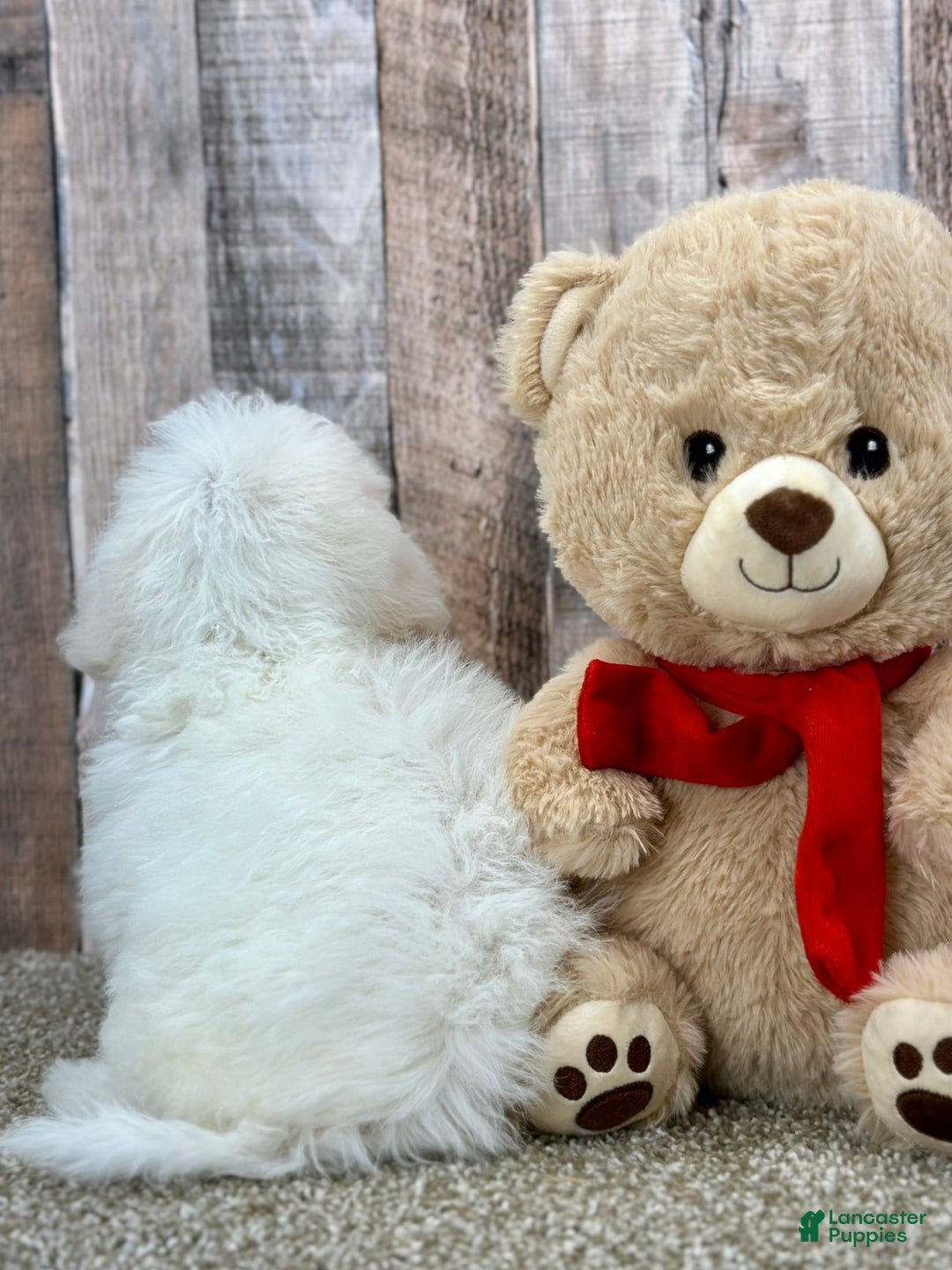 Bichon Frise dogs for sale: Basil - Image 3