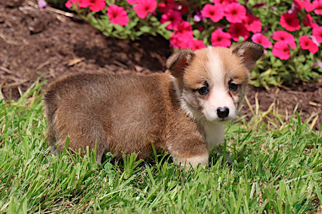 Welsh Corgi Pembroke dogs for sale: Kendra - Image 4