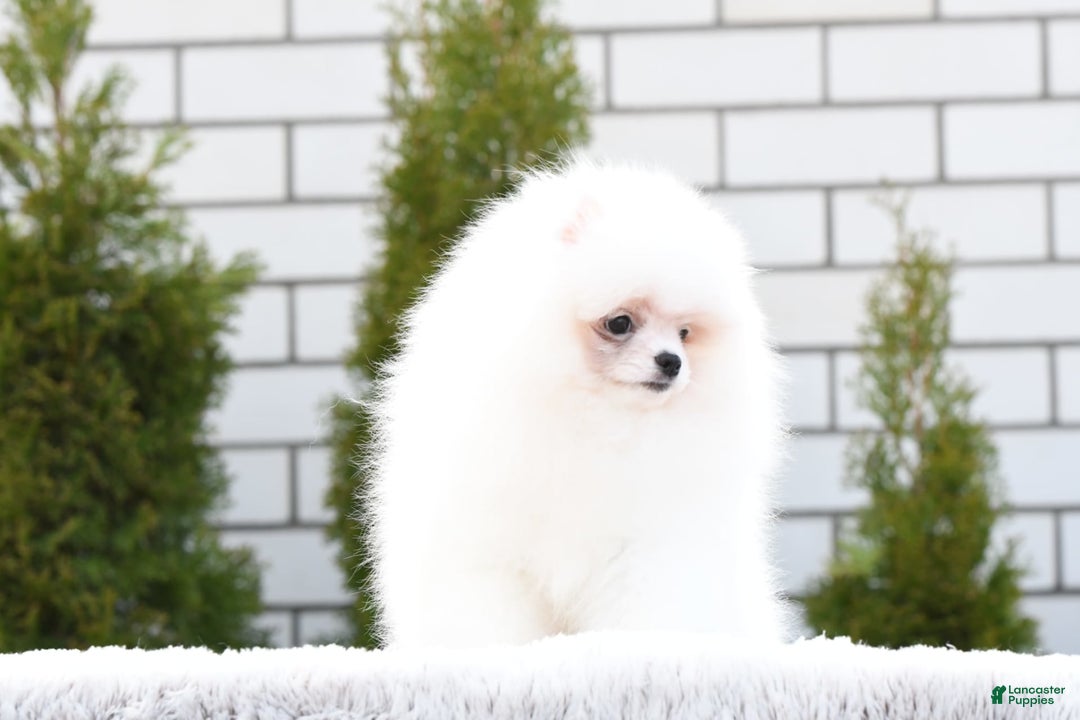Pomeranian dogs for sale: Mishka - Image 2