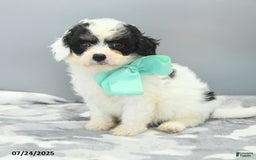 Cavapoo dogs for sale: Sawyer - Image 5
