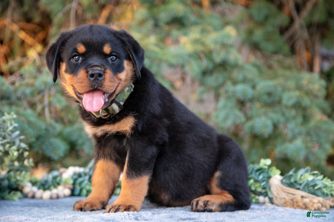Rottweiler dogs for sale: Karma - Image 3