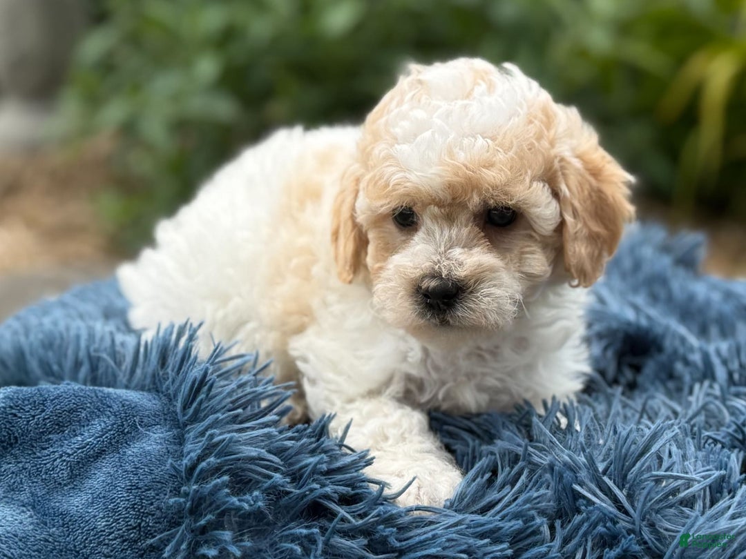 Bichpoo dogs for sale: Simon - Image 2