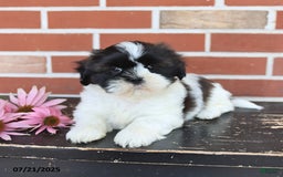 Shih Tzu dogs for sale: Dash - Image 5