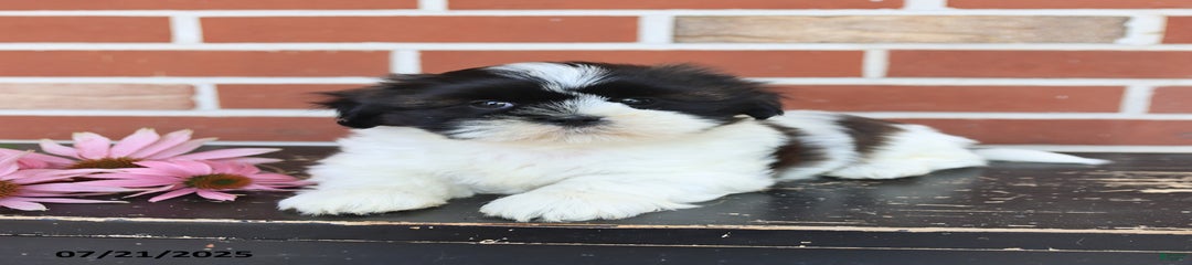 Dash